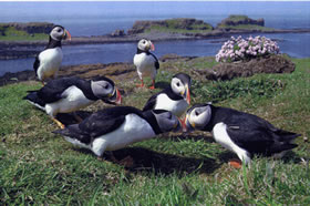 Puffins on Treshnish Isles Photo of Puffins on Treshnish Isles